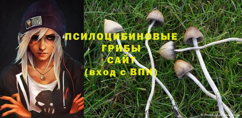 как найти закладки  Кировград  Псилоцибиновые грибы Magic Shrooms 